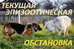 Текущая эпизоотическая обстановка