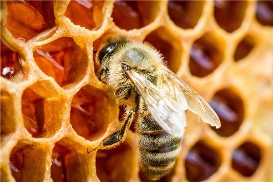 Федеральный закон "О пчеловодстве в Российской Федерации"
