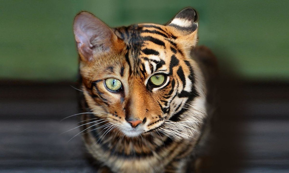 Бог создал кошку, чтобы у человека был тигр, которого можно погладить  (Виктор Гюго) | Государственная ветеринарная служба Чувашской Республики