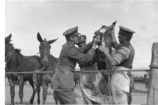 Ветеринарные врачи Чувашии, принявшие участие в Великой Отечественной войне