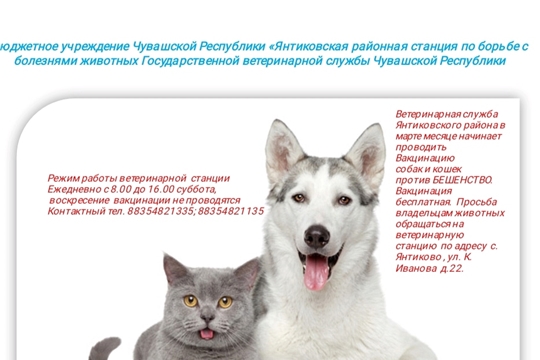 Ветеринарная служба района начинает вакцинацию собак и кошек против бешенства
