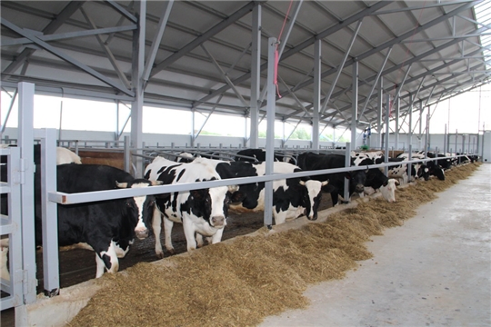 В Цивильском районе открыли молочно-товарную ферму на 400 голов
