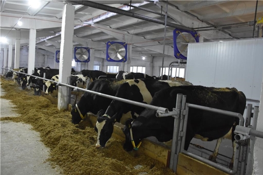 В СХПК «Новый путь» открылась современная роботизированная молочно-товарная ферма