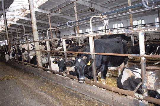 Проверка готовности животноводческих ферм Батыревского района  к зимне - стойловому периоду