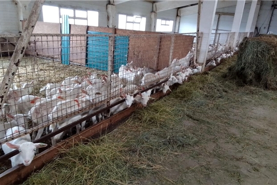 Завершен осмотр готовности животноводческих помещений к зимне-стойловому содержанию