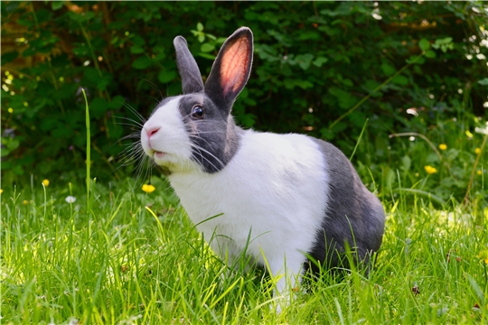 Минсельхоз России разъяснил условия по содержанию птиц и кроликов на участках в садовых некоммерческих товариществах