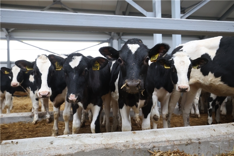 Олег Николаев выльӑх-чӗрлӗх ӗрчетес енӗпе  пурнăҫа кĕрекен икӗ инвестроектпа кăсăкланнă