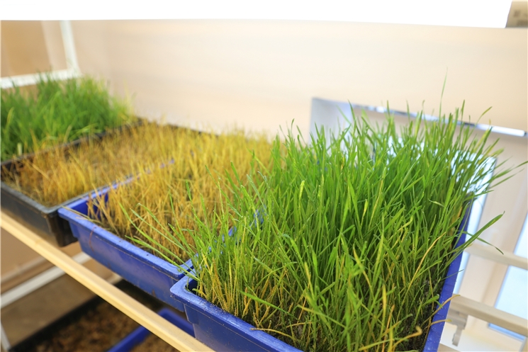 АПКра импорта улӑштарасси: Чӑваш Енре ӳсен-тăрансене хӳтӗлеме усӑллӑ хурт-кӑпшанкӑ ĕрчетме пуҫланӑ