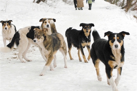 В Алатыре отловят более 50 безнадзорных собак