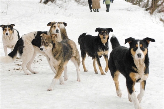 Продолжается работа по отлову собак в Алатыре