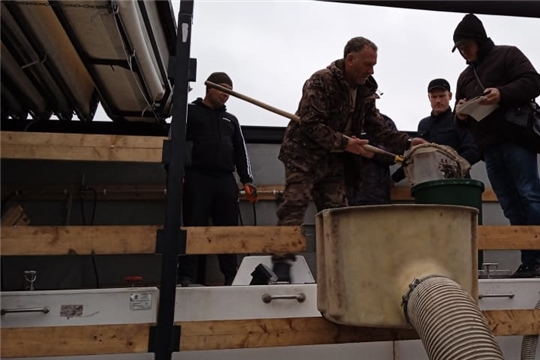 Администрация города Канаш выпустила более 119 тысяч штук молоди стерляди в Чебоксарское водохранилище Чувашской Республики
