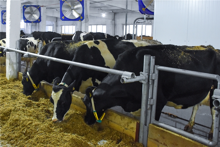 В Чувашии открыли первую роботизированную молочно-товарную ферму