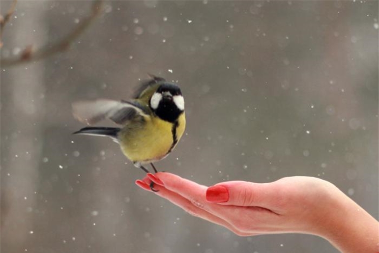 Биолог рассказал, как в аномальные морозы выживают городские птицы   
