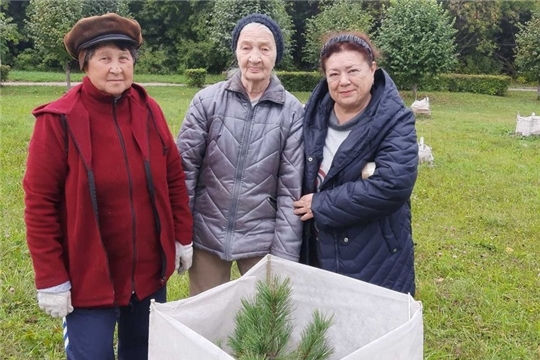 Посадка кедров в Парке Победы