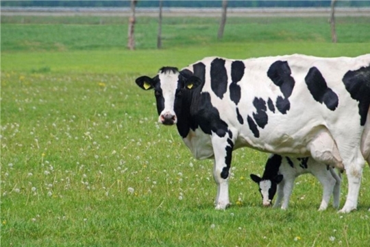 БУ ЧР «Канашская районная СББЖ» Госветслужбы Чувашии оказывает услуги по искусственному осеменению коров 