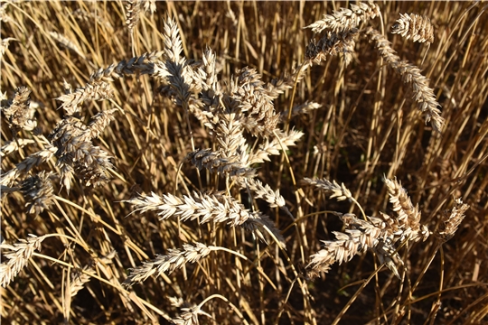  В Козловском районе скошено 99,1 % зерновых культур      	