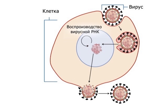 Вопросы о гриппе