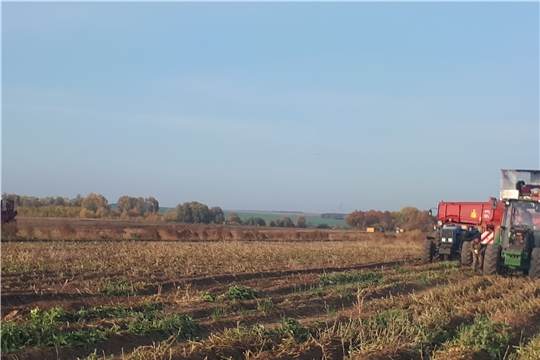 Сбор урожая на полях Козловского района ведется круглосуточно
