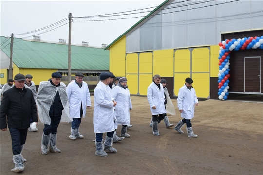 В Красночетайском районе открылся новый современный телятник на 500 голов