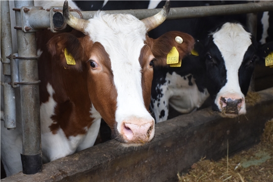 В сельскохозяйственных предприятиях Красночетайского района увеличилось поголовье КРС и коров