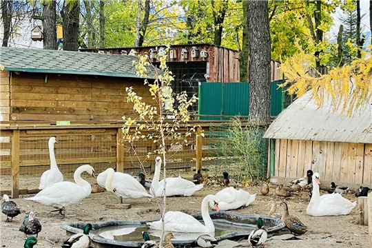 Лебеди с Чебоксарского залива готовятся к зимовке в Парке Николаева