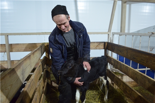 Семейная ферма Владимира Иванова пополнилась родильным отделением и помещением для содержания телят