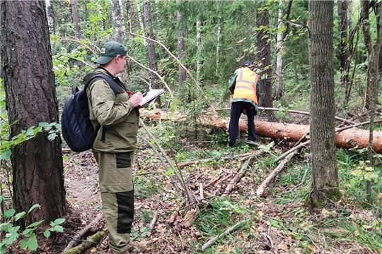 В лесничествах Минприроды Чувашии Санкт-Петербургский НИИ лесного хозяйства впервые проводит хронометраж рабочего времени на выполнение рубок ухода за лесами