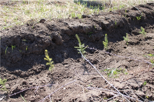 В Чувашской Республике для восстановления лесов высадили более 2 миллионов сеянцев