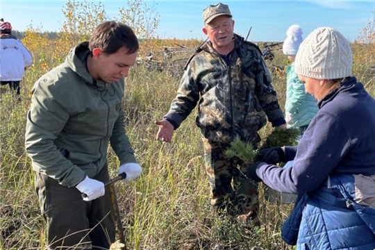 В Заволжье посадили 35 тысяч сосен