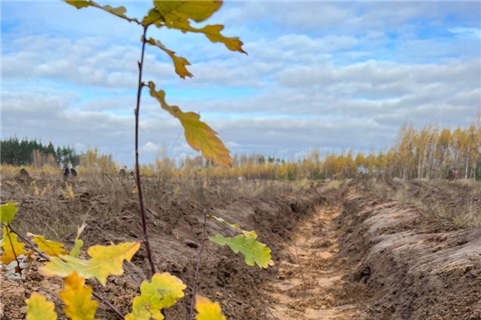 В Минприроды Чувашии почтили память павших в СВО: высажено 4,5 тысячи деревьев