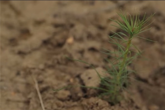 С начала года в Чувашии посадили более 150 тысяч деревьев и кустарников