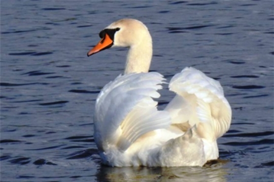 Лебеди на водоемах Чувашии поздней осенью – это нормальное явление