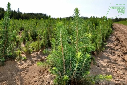 В Чувашии в 2022 году в рамках акций «Сад Памяти» и «Сохраним лес» было высажено свыше 250 тыс. деревьев