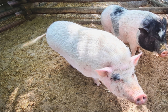 В Нижегородской области выявлена вспышка африканской чумы свиней