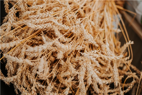 С начала работы ФГИС «Зерно» оформлены партии зерна объемом более 60 млн тонн