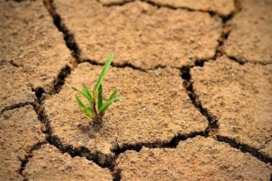 Метеостанцией Батырево зафиксирована почвенная засуха