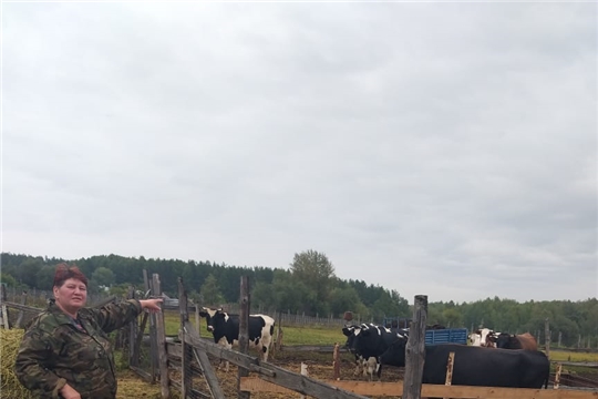 Первые выплаты: самозанятые Михайловы из Чувашии получили субсидию на покупку коровы