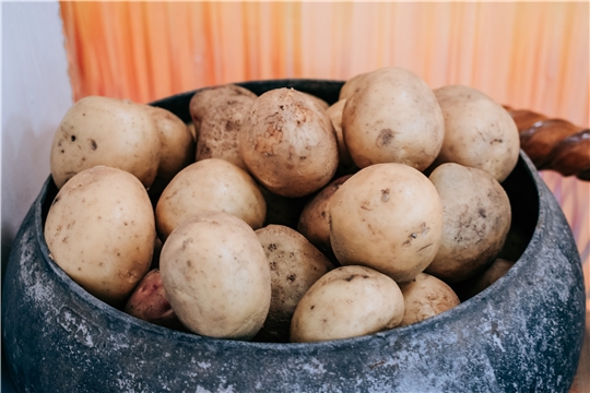 Урожайность картофеля в Чувашии выросла в 1,4 раза