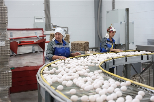 Животноводческие предприятия Чувашии наращивают объёмы производства молока и яиц