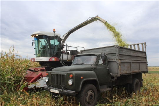 В чувашском СХПК "Комбайн" на последних гектарах идет уборка кукурузы на силос