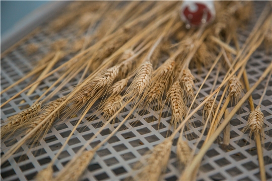 99 процентов: на полях Чувашии близится к завершению уборка зерновых и технических культур