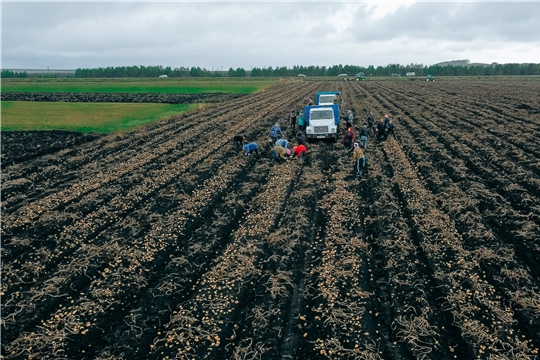 В Чувашии каждую минуту без дождя собирают с полей урожай картофеля, овощей и технических культур