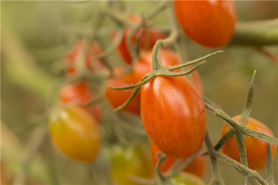 Урожай овощей в теплицах Чувашии на 1,7 тысячи тонн превышает уровень прошлого года