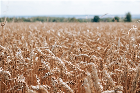 Валовой сбор зерна в Чувашии уже достиг 1 млн тонн предпросмотр