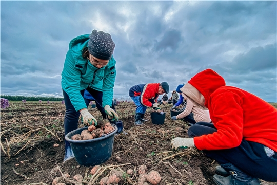 Чувашия: Рабочий отряд студентов аграрного госуниверситета помогает "спасти" урожай картофеля