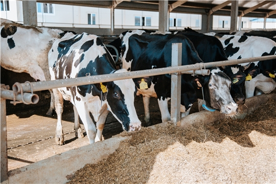 Доцент Белорусского университета поделится с аграриями и студентами Чувашии опытом работы со стельными коровами