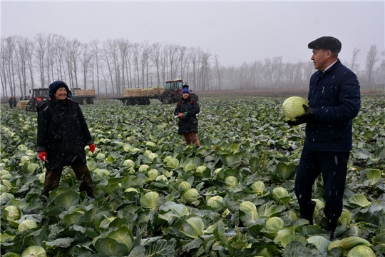 В Батыревском районе Чувашии завершается уборка капусты