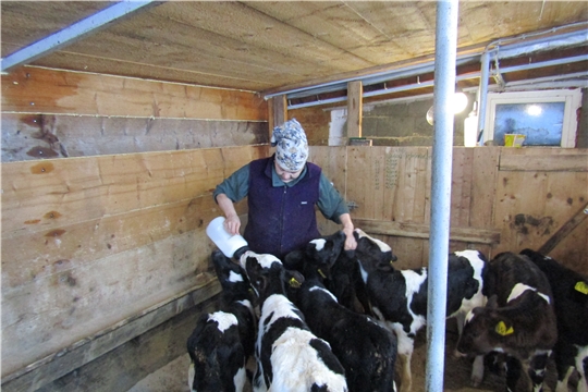 203 коровы по господдержке приобрели самозанятые, ведущие личное подсобное хозяйство в Чувашии