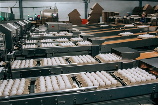 В сельхозорганизациях Чувашии на 33% выросло производство яиц благодаря модернизации предприятий