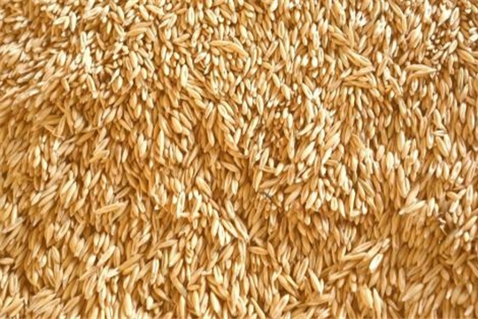 Семена яровых зерновых и зернобобовых культур в Чувашии засыпаны в объеме 102% от потребности